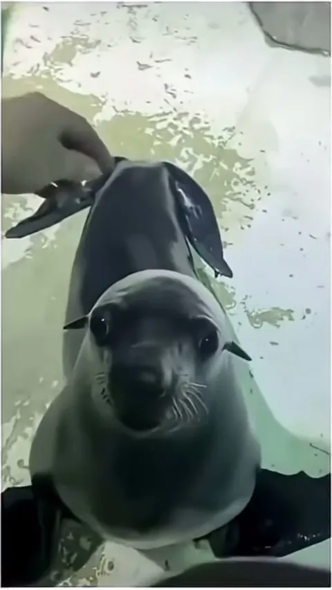 Thought they have smooth skin