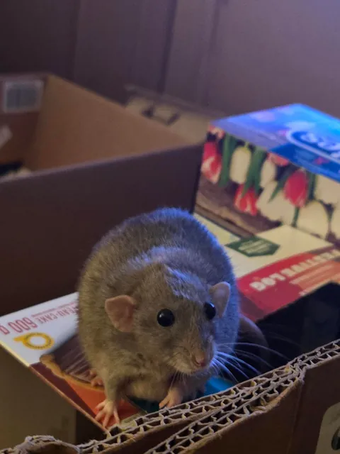 Stop looking at me with those eyes, Jimily!