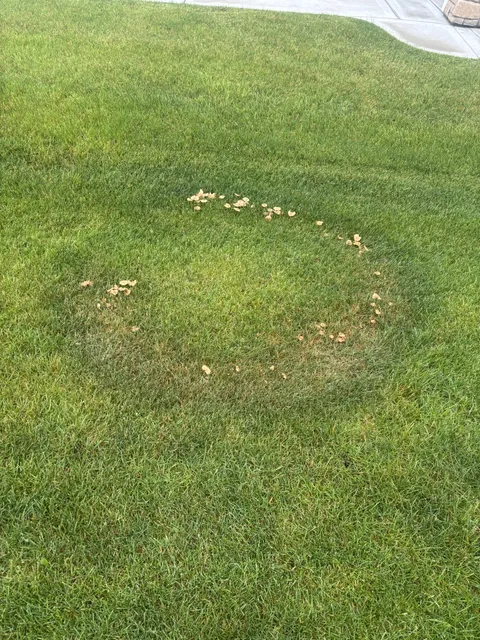 Mushroom ring out front