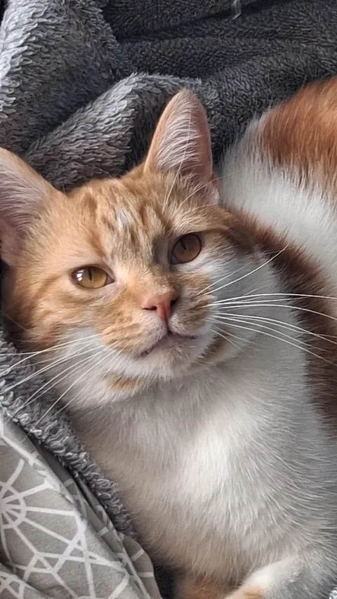 I found this little, dying fellow on the street. I’d never had a cat before, but I couldn’t just leave him there. So I took him with me — first home, then to the vet. And… it’s been almost two years since I got myself a loving, four-legged friend.