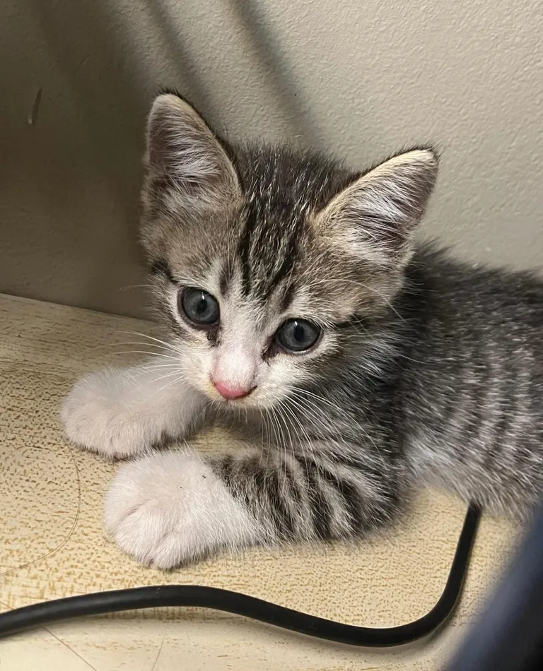 i adopted this little guy last month thinking he was a girl. we named him kylie and now we confirmed he's a boy, we can't change his name because he started responding to kylie 🥲