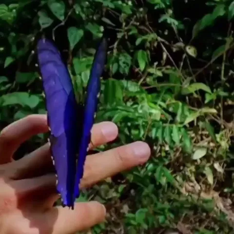 🔥 Blue Morpho Butterfly 