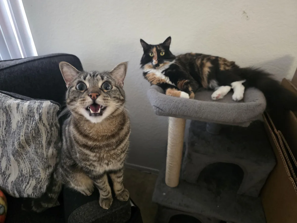 Big Eyes is upset that the princess of the house took his favorite spot