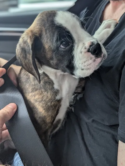 Just brought home Rollo