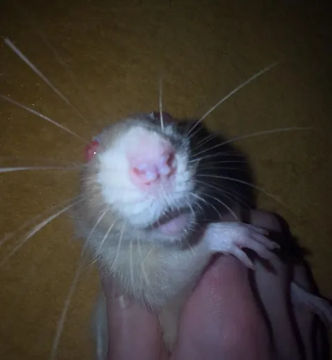 Stealing my yogurt and has the nerve to lick himself clean while on hand jailtime