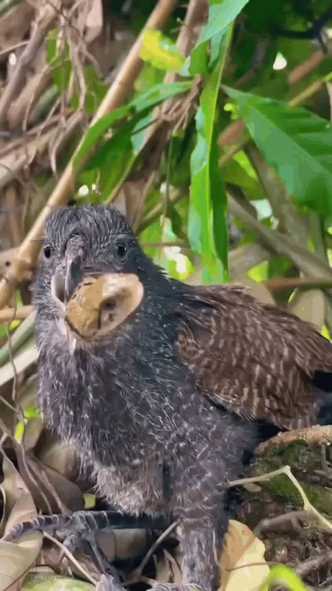 Bird swallows live snake, tail first