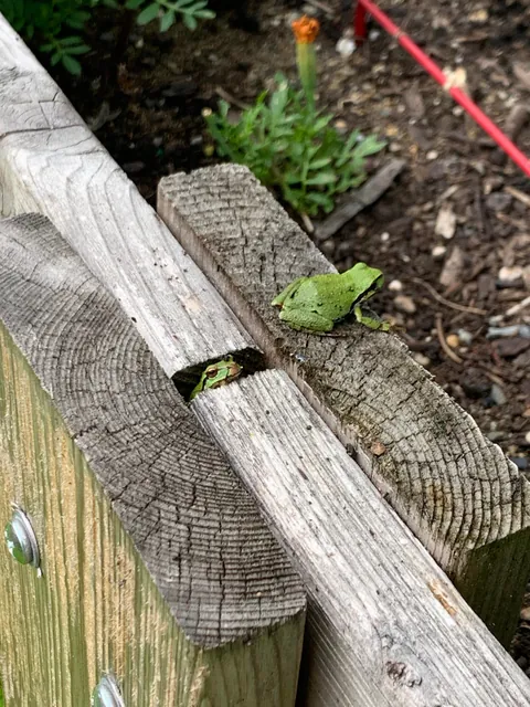 These silly guys have been a highlight of my summer 🐸