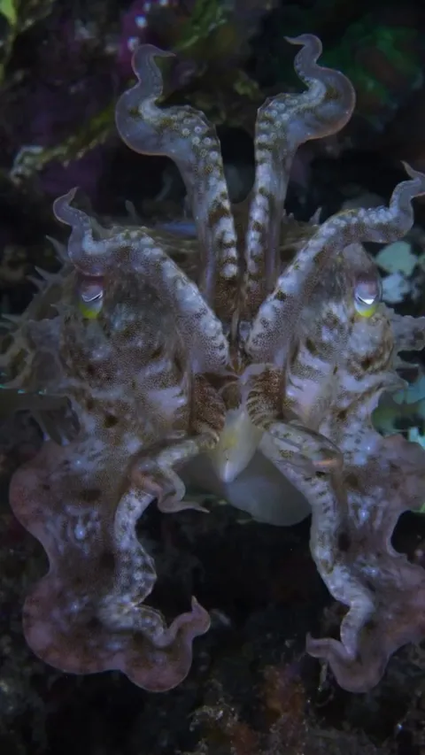 🔥Sepia latimanus, also known as the broadclub cuttlefish