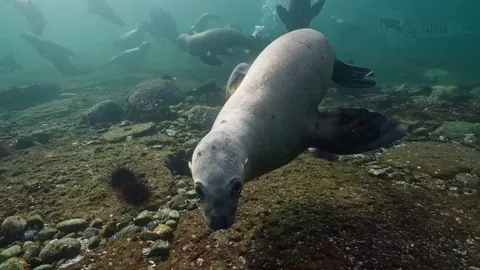 🔥 This Sea Lion Was Very Curious About My Camera - [OC]