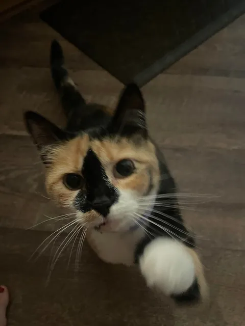 She is the sweetest cat!