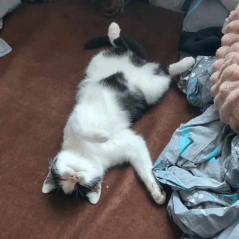 Before and after adoption <33