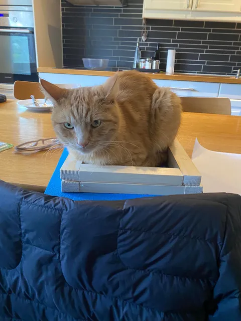 I think everyone should see my cat atleast once in their lifetime