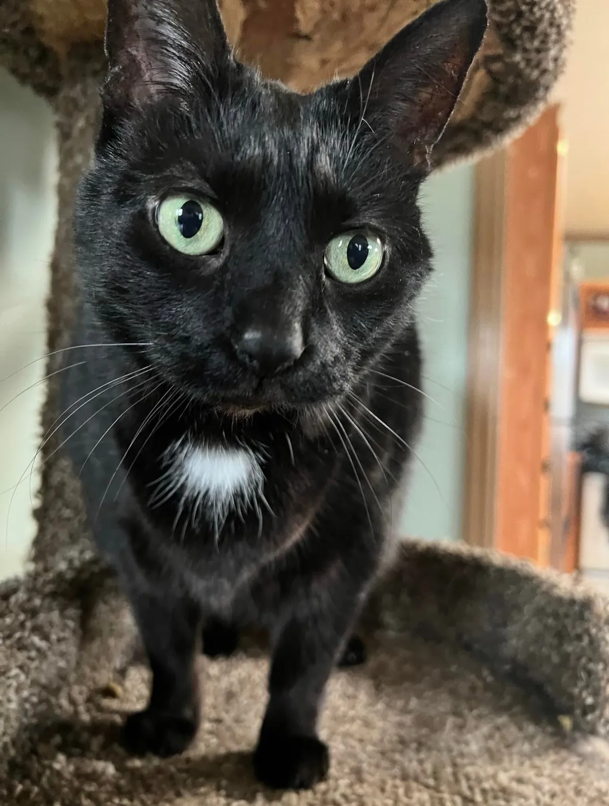 My soon to be 16 yr old girl. She’s been my best friend my entire life❤️ born a month before me, she’s been by my side through it all. Thought I’d share my girl with you all