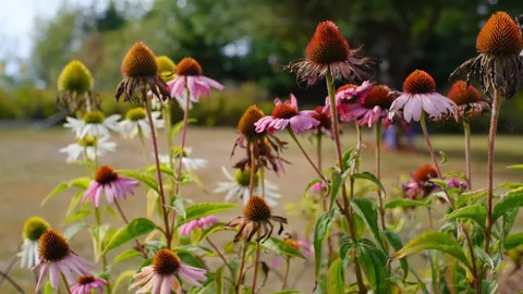 Love me a September stroll through the gardens