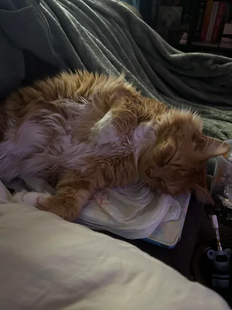 He crossed the rainbow bridge today. Give Peter all the love you can. He deserves it all.