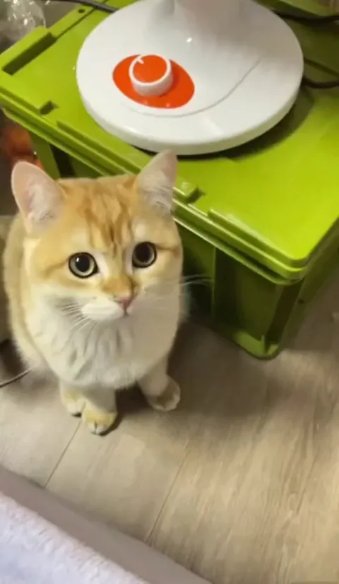 Update the software, your cat is broken