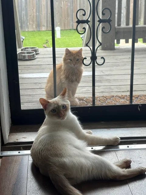 Took in a feral and now I'm caring for a litter of Kittens