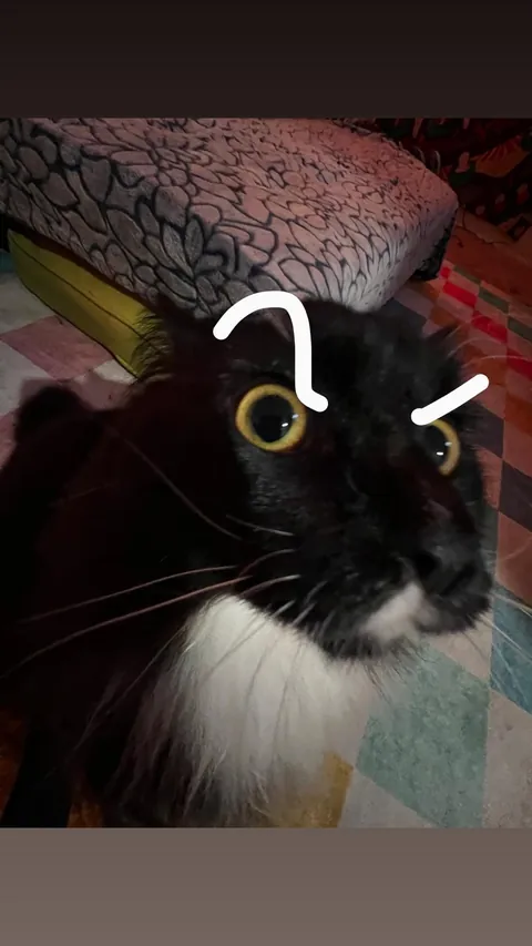 Show me the funniest pictures of your cats