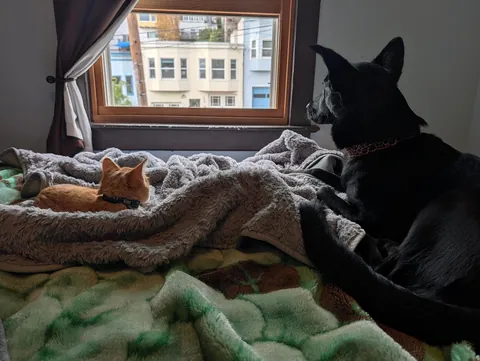 8 days ago he was feral...