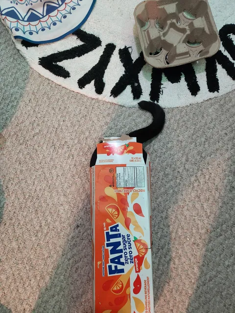 Lilo has discovered pop can boxes make the perfect hiding spot for hunting