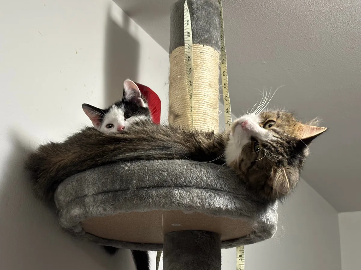 I got my cat a little kitten so that he wouldn’t be alone and it fixed his litter issues!