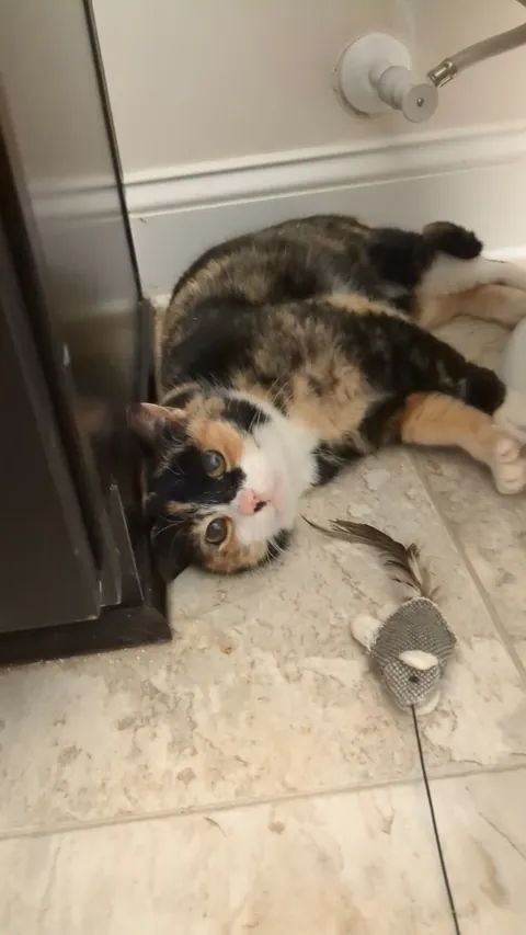 Stray girl has come SO FAR! From hiding to cuddling!