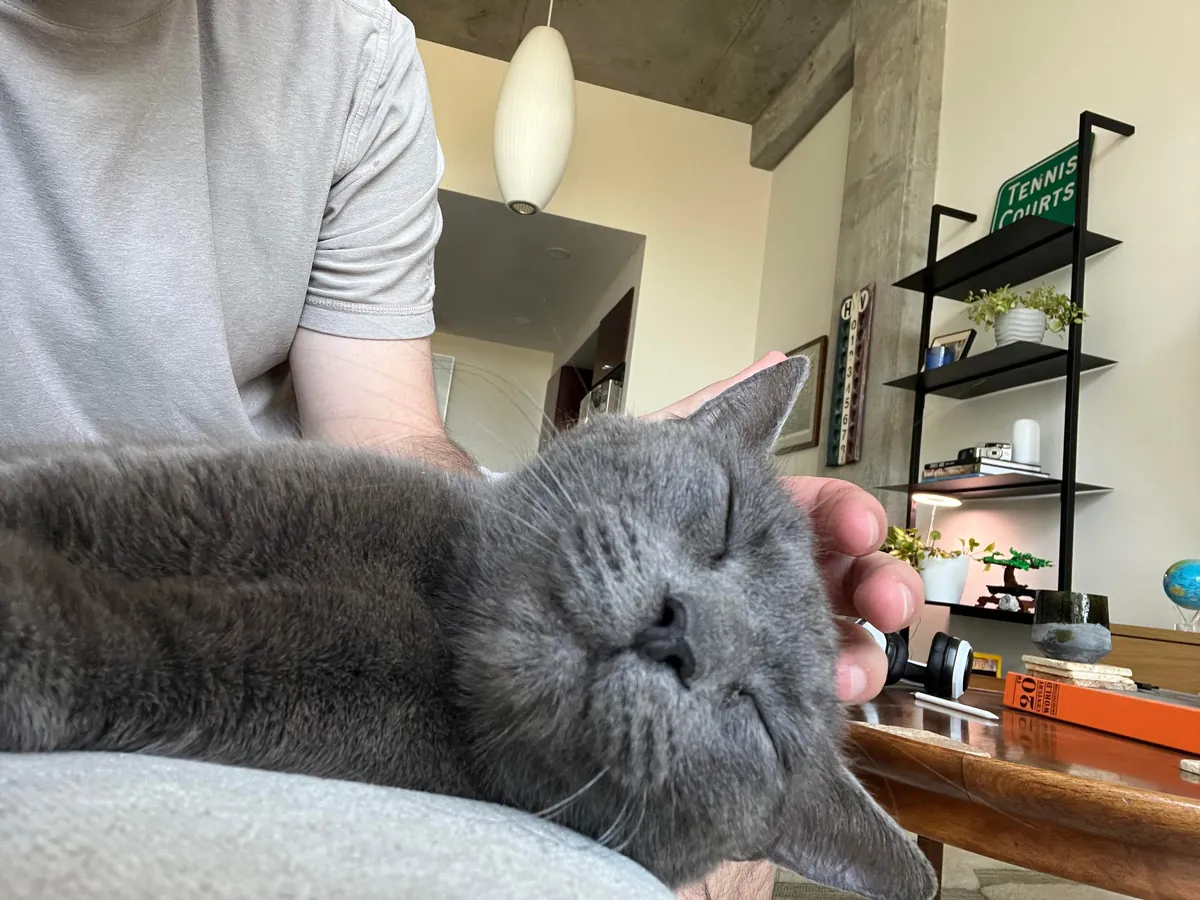 Rescued her only 72 hours ago. Meet Denim