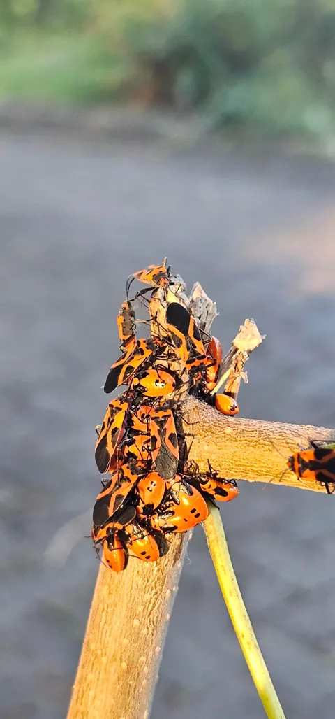 What is this bug and how do I control it?