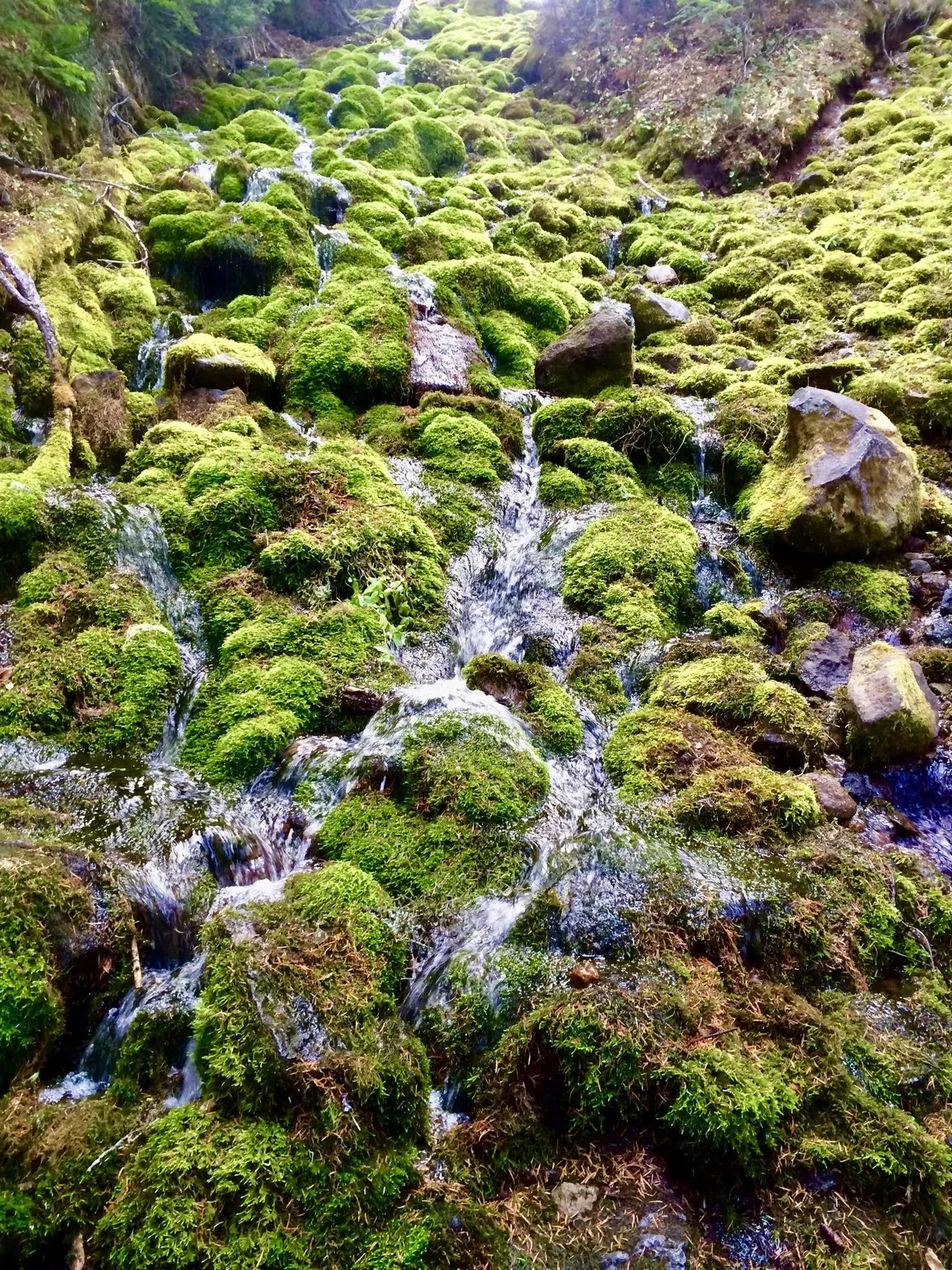 Mossy hillside in the Mount Hood National Forest, Oregon (1537x2049)(OC)