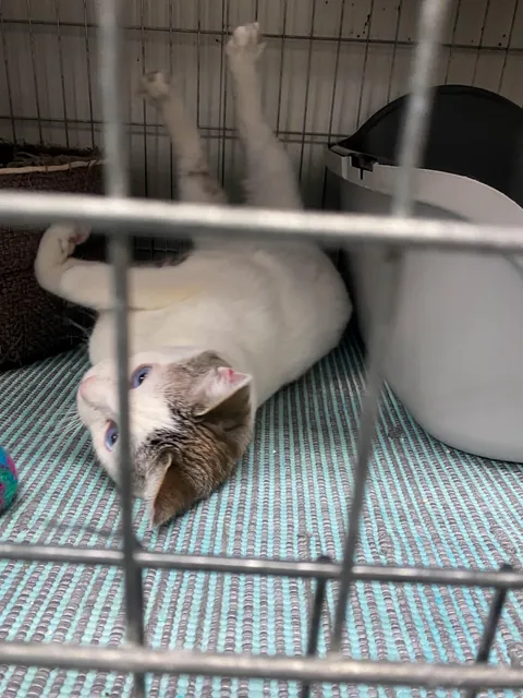 This is your reminder to please ADOPT don’t SHOP ^-^