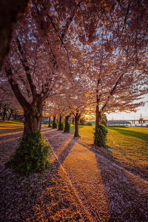 Sunrise and Blossoms