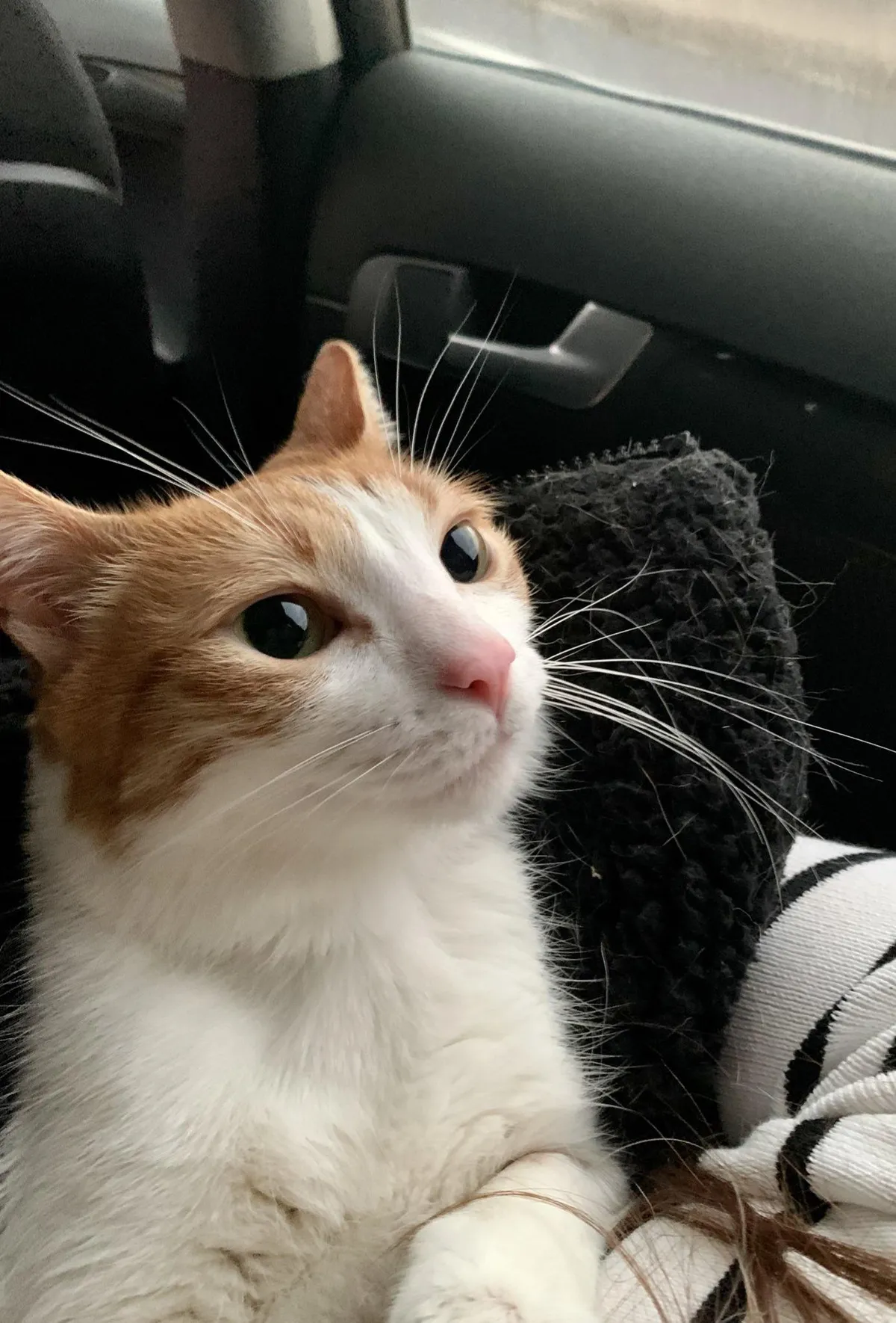 Asks me to pick him up and stares at my face until he falls sleep