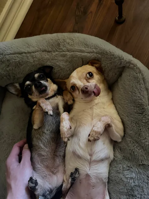 my two peas in a pod🫛🐾