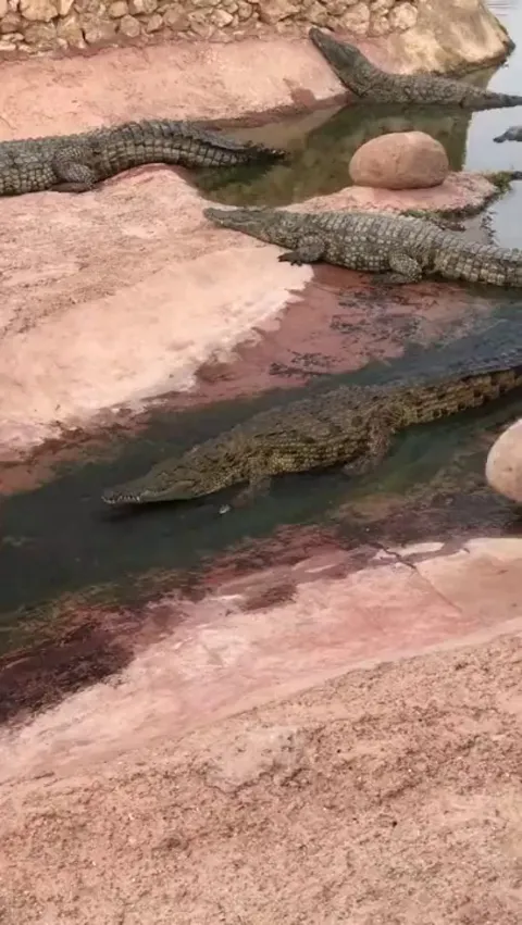 They love to slide down the river.
