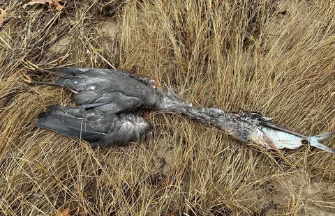 Heron Couldn’t Finish his Meal