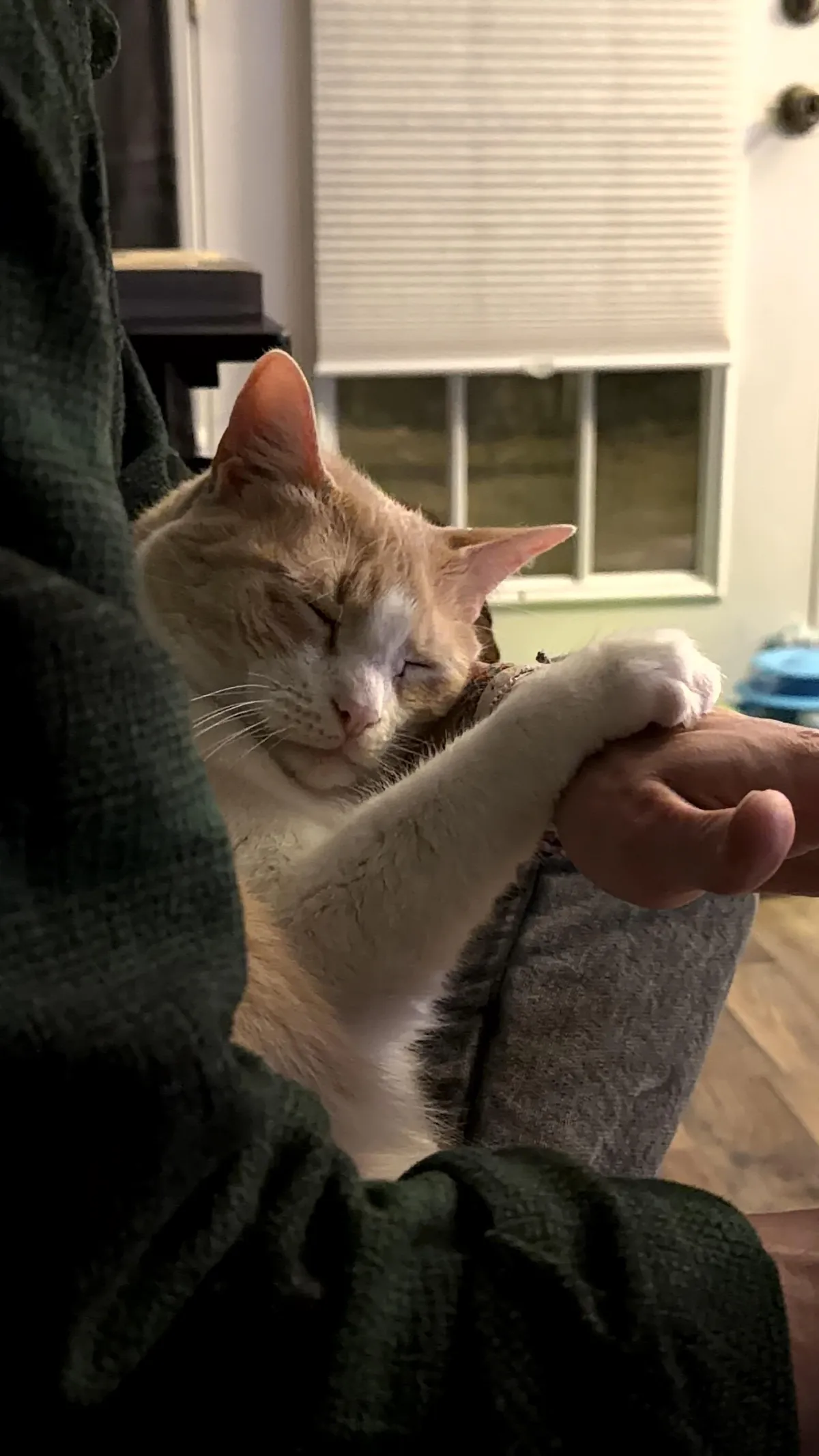 He loves his cat dad