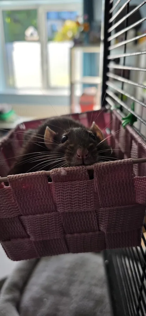 By Popular Demand - More Loup