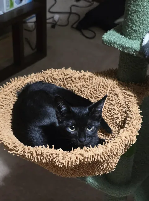 my roommate got a kitten so I feel like I did too, meet Mellon !!