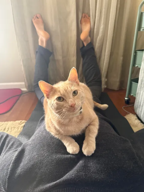 Come to Georgie’s Chiropractor Clinic for his adjustment by biscuit making special.