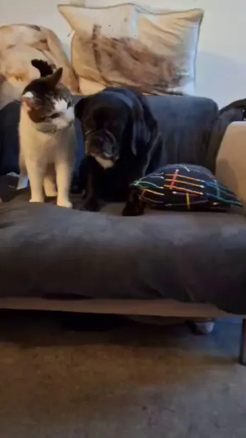 After 9 months of my cat and my girlfriends dog together, I think it's safe to say they finally accept each other. 