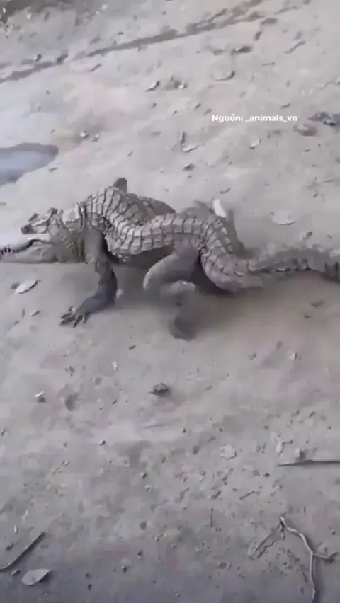 This alligator has a metabolic bone disease