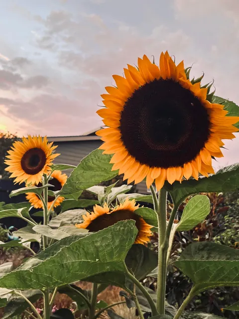 Some flowers I grew from seed this year 💐
