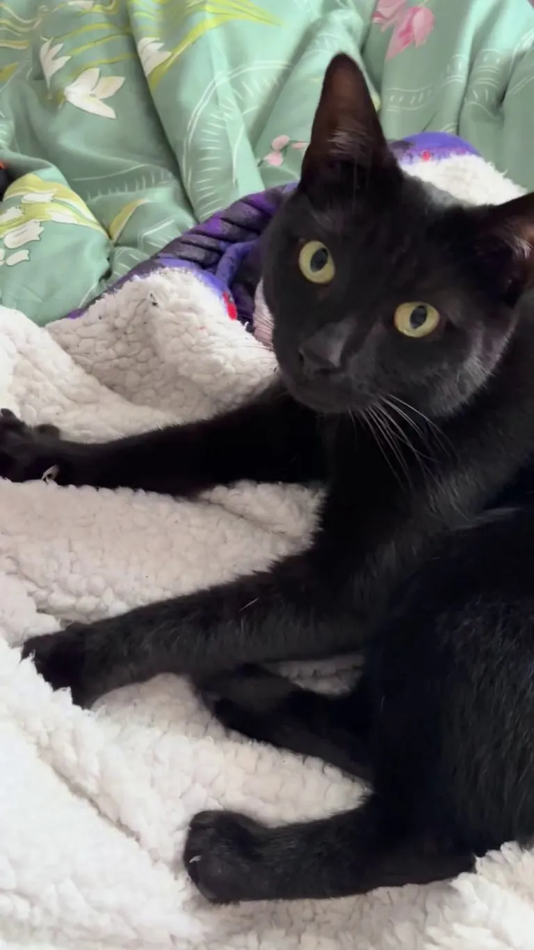 My cat is annoyed I stopped petting her to make a video