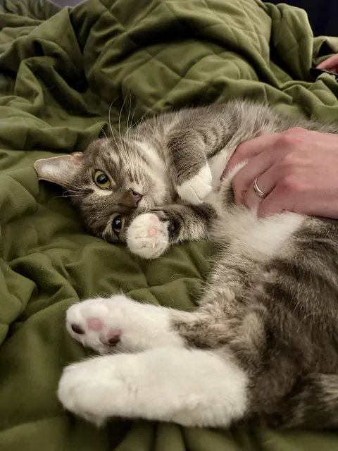 My wife snagged this pic of Penny getting her nightly belly rubs from me before bed!