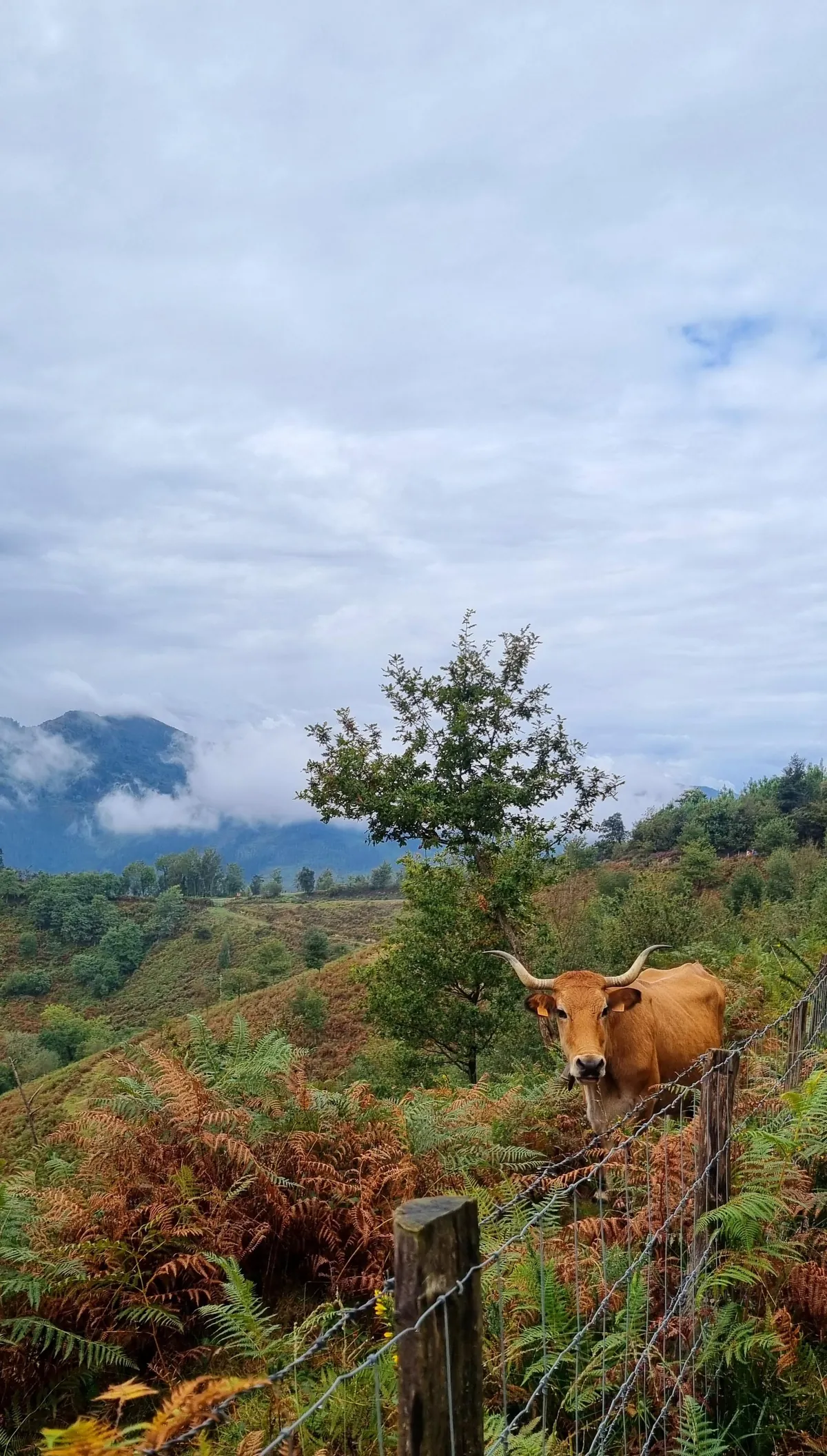 Walking the Camino from Irun to Bilbao