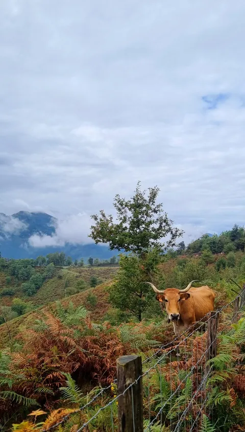 Walking the Camino from Irun to Bilbao