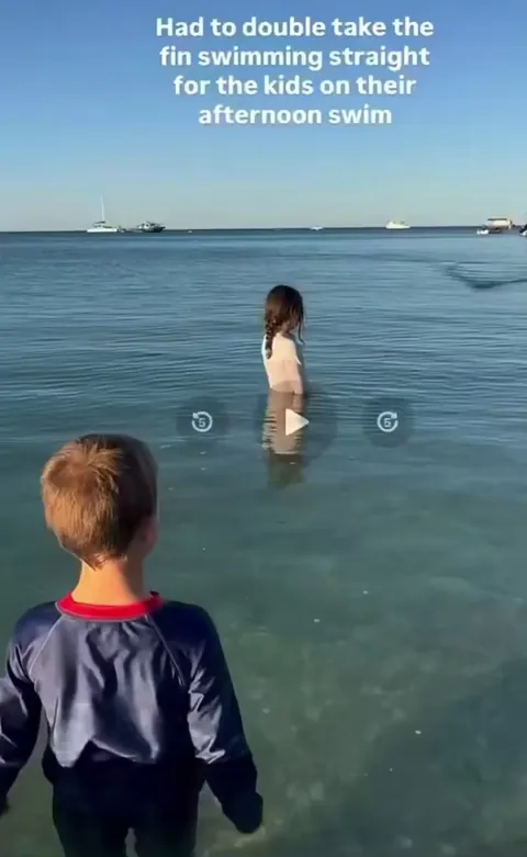 Mom tells her children not to move, so as not to scare it, because a dolphin is coming toward them. It’s a moment they’ll remember forever.