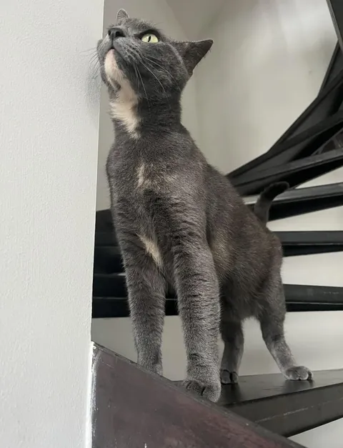 Meet Grace, Don’t get fooled by her cuteness she’s pure evil