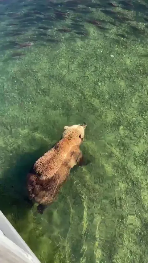 A fluffy bear floating through the water in search of fish