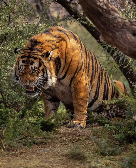 This unit of a Tiger means business